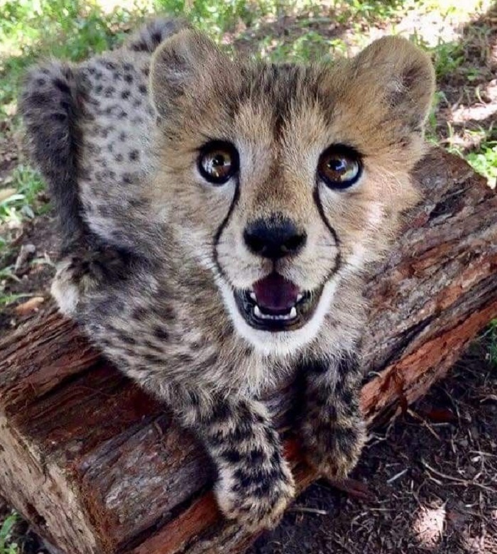 Картинки-животных-страница-ё-10