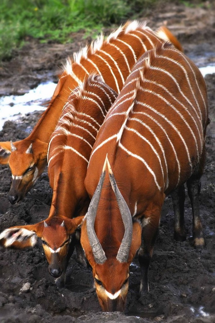 Картинки-животных-страница-ё-04