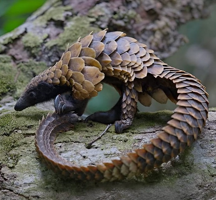 Картинки-животных-страница-ё-05