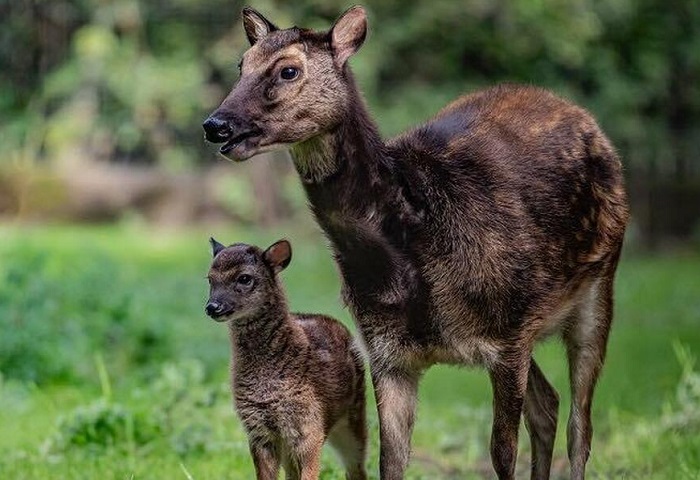Картинки-животных-страница-ё-07