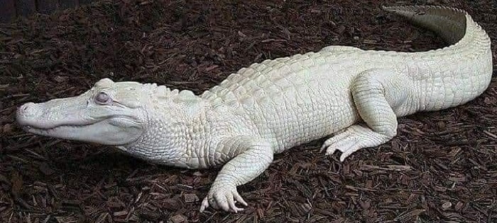 Картинки-животных-страница-ё-08