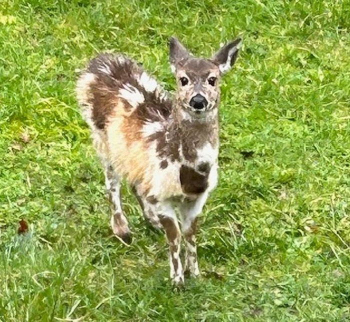 Картинки-животных-страница-ё-09