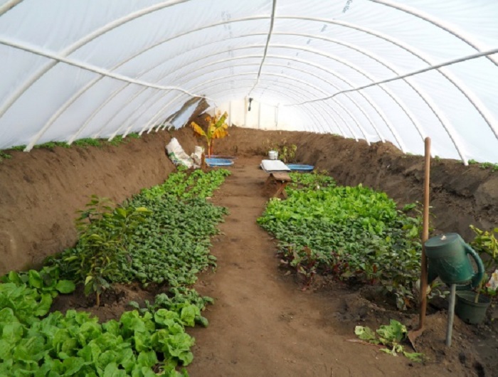 Подземные-огороды-01 Подземные-огороды-01