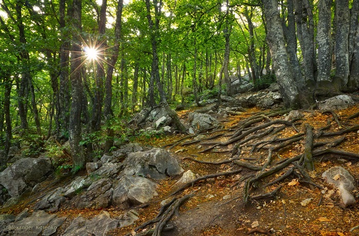 Мир-природы-Крыма-03