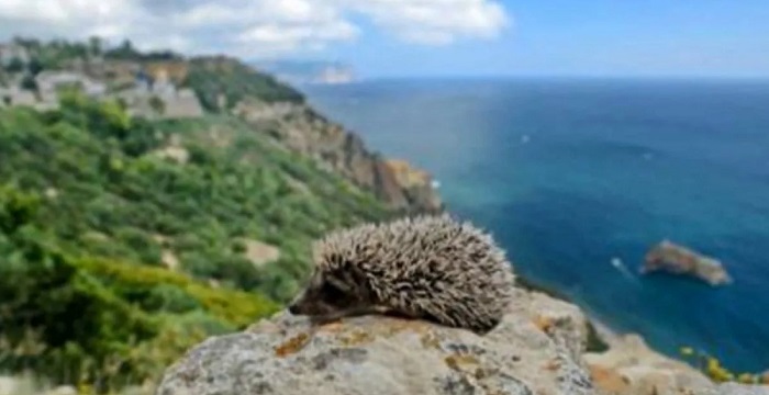 Мир-природы-Крыма-06