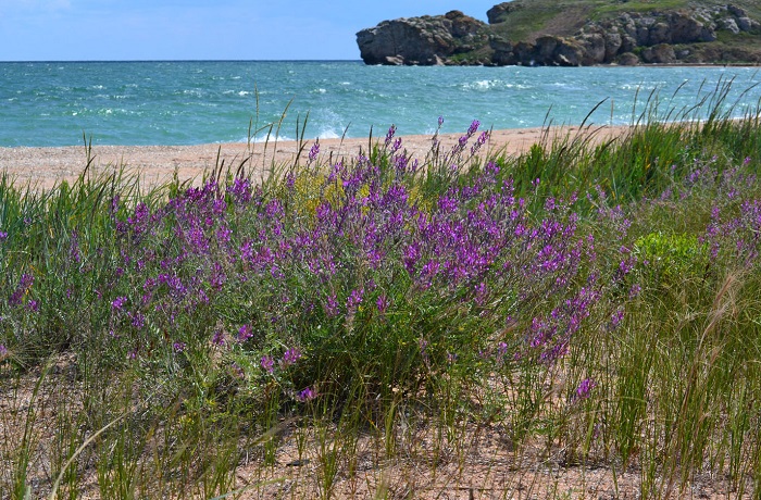 Травы-Крыма-01