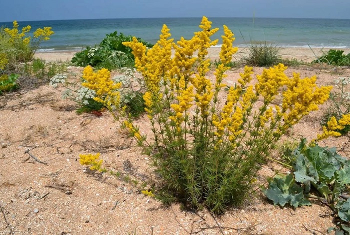 Травы-Крыма-02