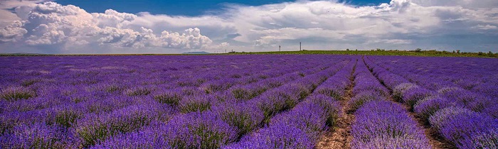 Крымская-Лаванда-01