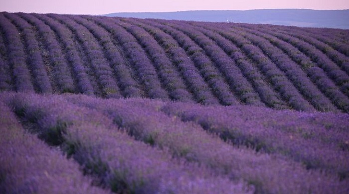 Крымская-Лаванда-02