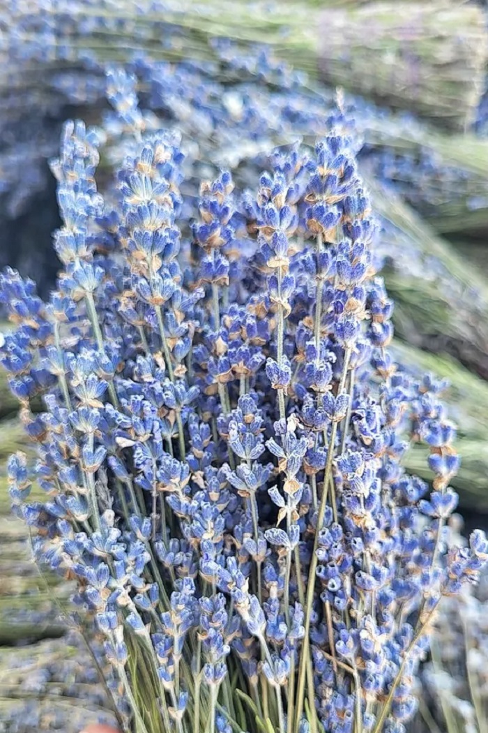 Крымская-Лаванда-03