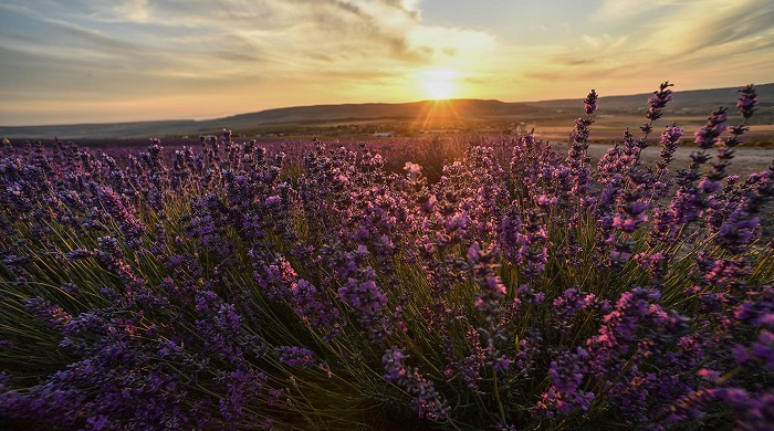 Крымская-Лаванда-04