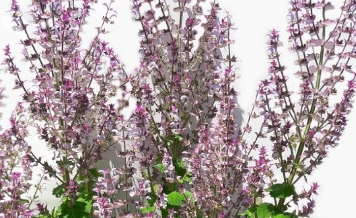 Крымский-Шалфей-01 Крымский-Шалфей-01