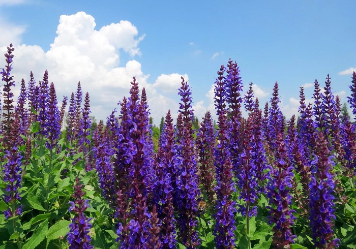 Крымский-Шалфей-02 Крымский-Шалфей-02