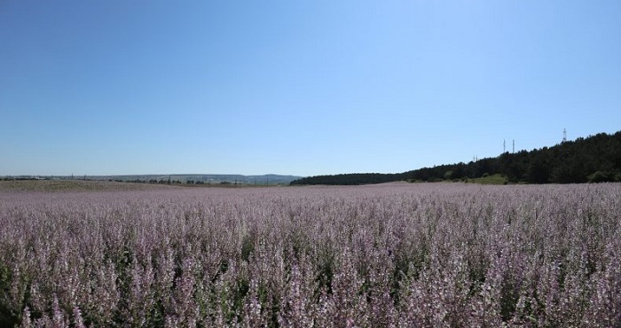 Крымский-Шалфей-03 Крымский-Шалфей-03