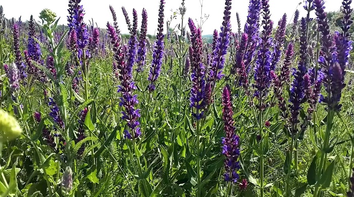 Крымский-Шалфей-04 Крымский-Шалфей-04