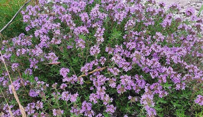 Крымский-тимьян-01 Крымский-тимьян-01