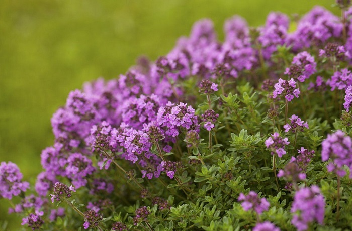 Крымский-тимьян-02 Крымский-тимьян-02