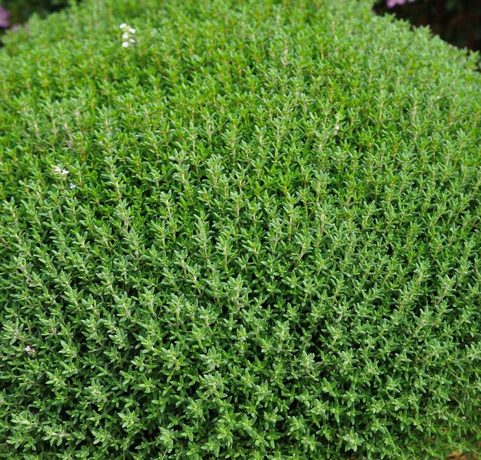 Крымский-тимьян-03 Крымский-тимьян-03