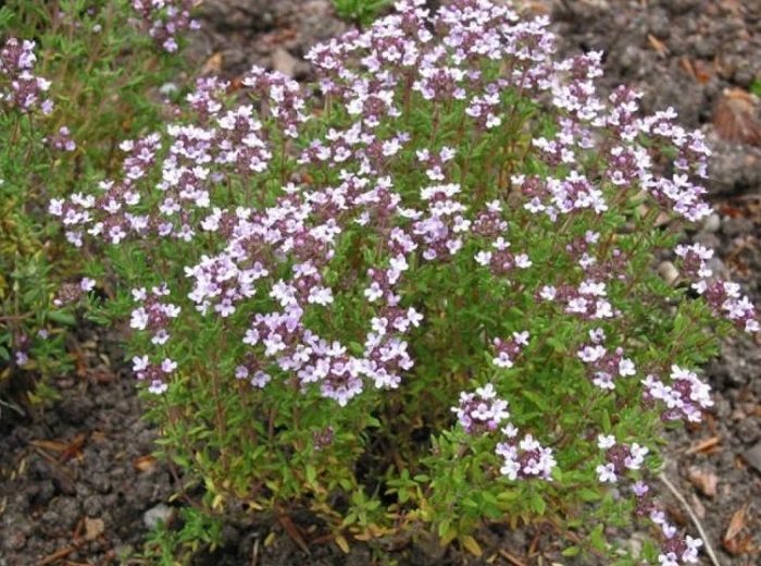 Крымский-тимьян-04 Крымский-тимьян-04