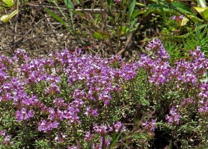 Крымский-чабрец-01 Крымский-чабрец-01