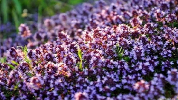 Крымский-чабрец-02 Крымский-чабрец-02