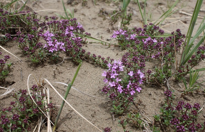 Крымский-чабрец-04 Крымский-чабрец-04