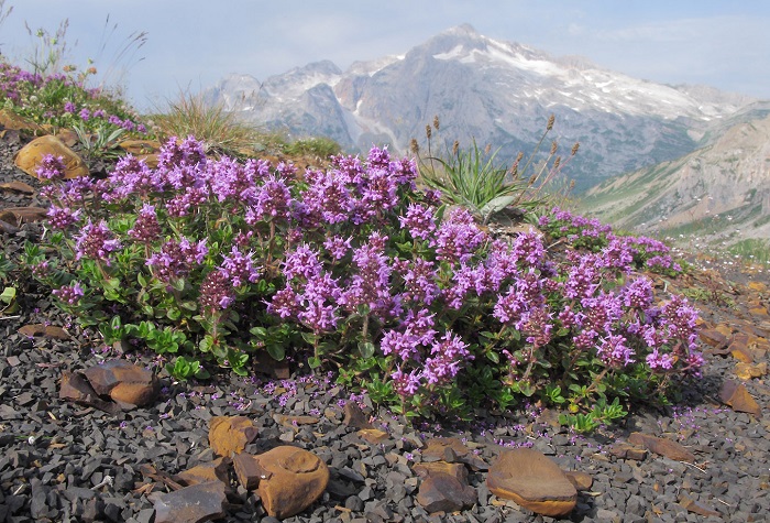 Крымский-чабрец-05 Крымский-чабрец-05