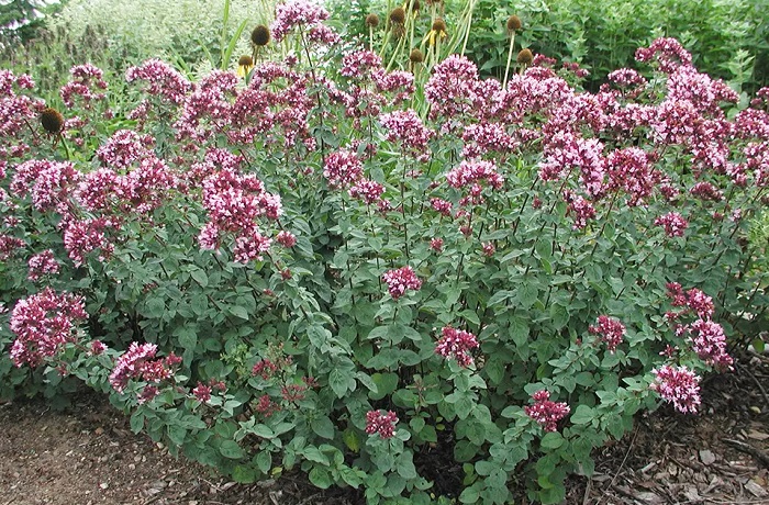 Душица-обыкновенная-01 Душица-обыкновенная-01