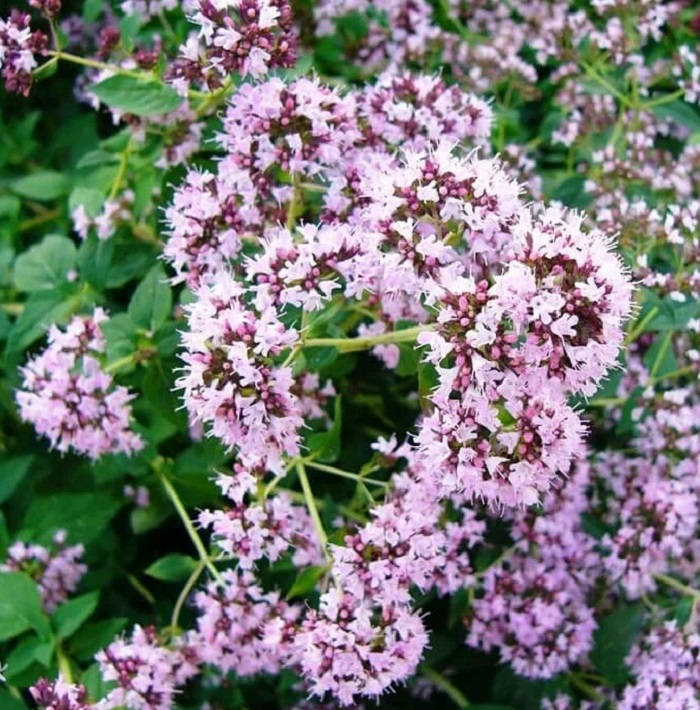 Душица-обыкновенная-02 Душица-обыкновенная-02