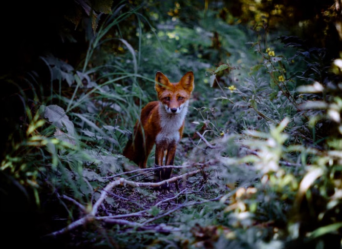 Дикие-животные-02 Дикие-животные-02