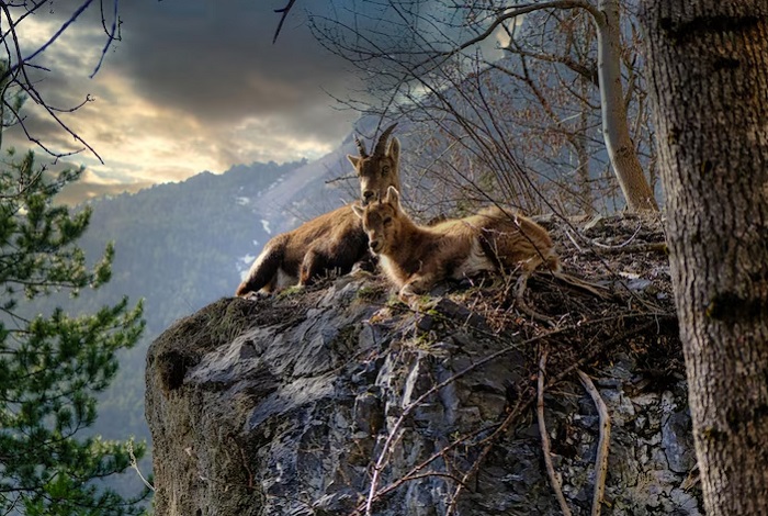 Дикие-животные-04 Дикие-животные-04