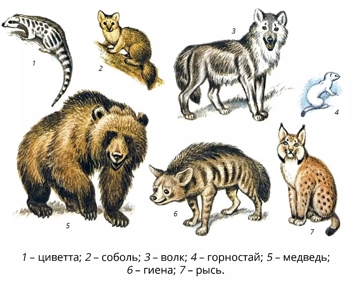 Животные-хищники-01