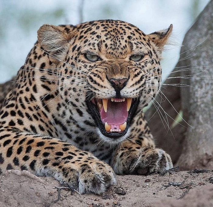 Животные-хищники-03