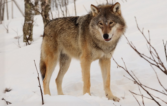 Животные-хищники-04