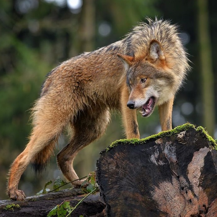 Животные-хищники-06