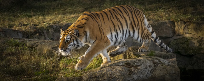 Животные-хищники-07