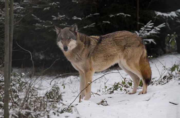 Животное-волк-01