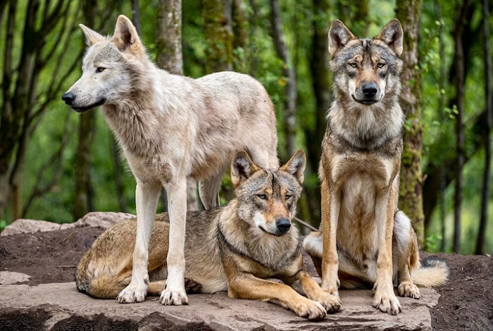 Животное-волк-02