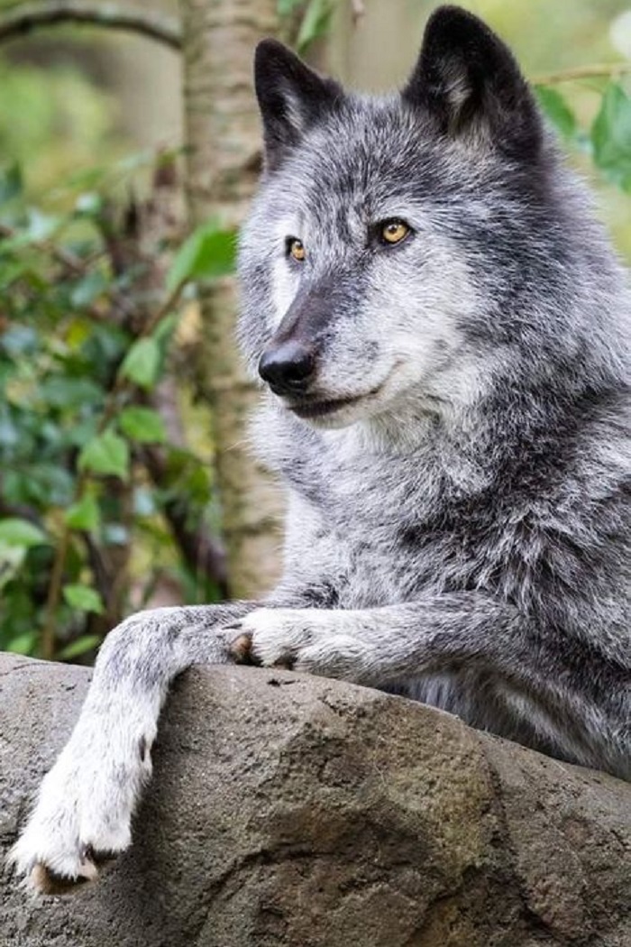 Животное-волк-03