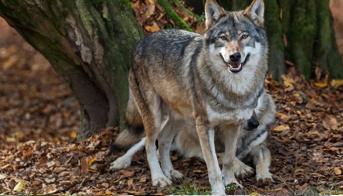 Животное-волк-04