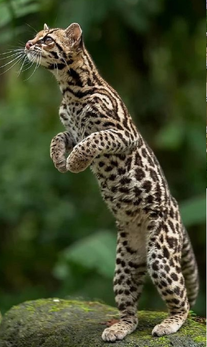 Картинки-животных-страница-ж-01