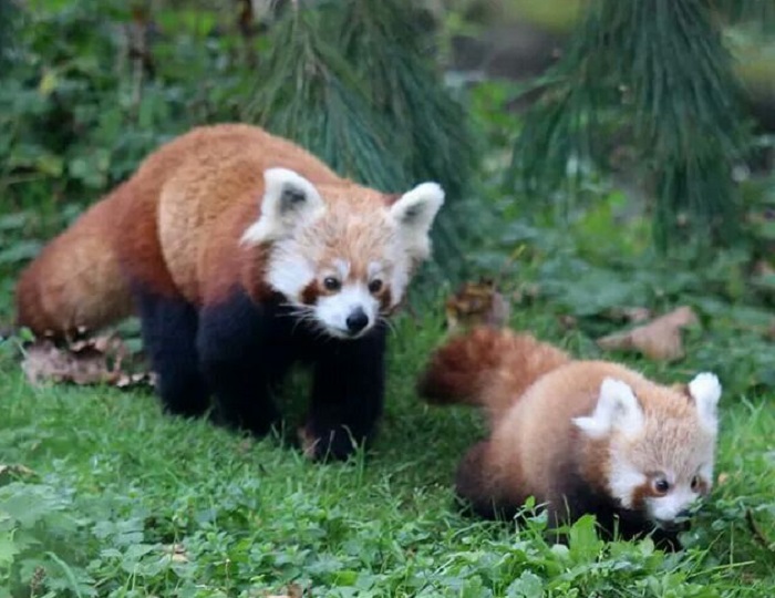 Картинки-животных-страница-ж-02