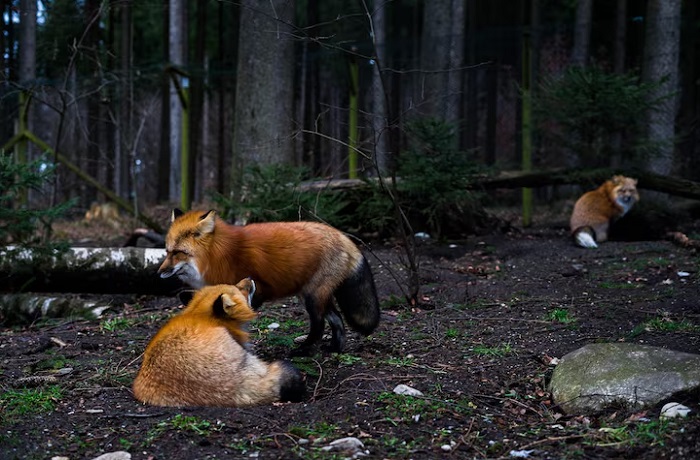 Картинки-животных-страница-ж-06