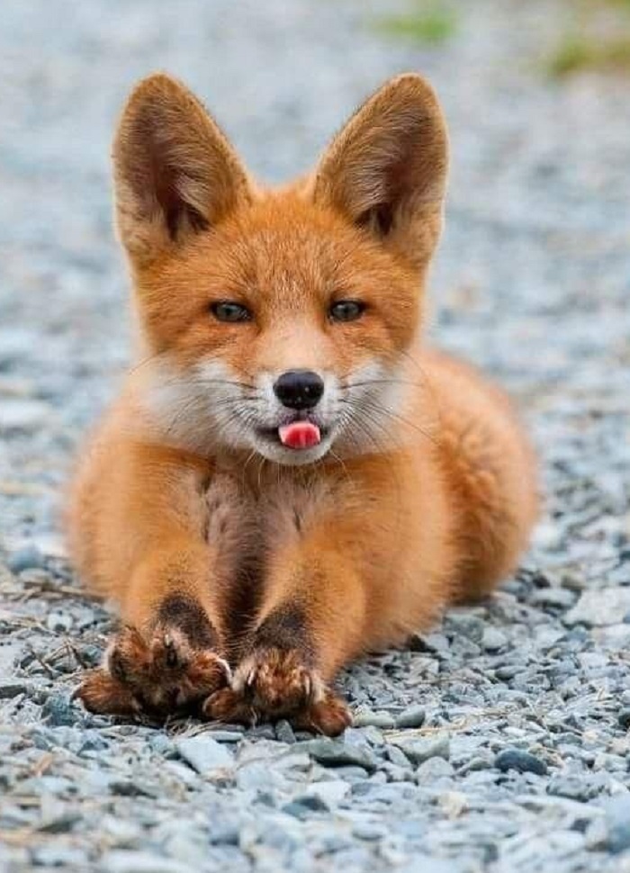 Картинки-животных-страница-ж-09