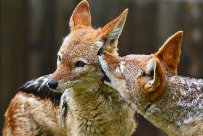 Картинки-животных-страница-з-01