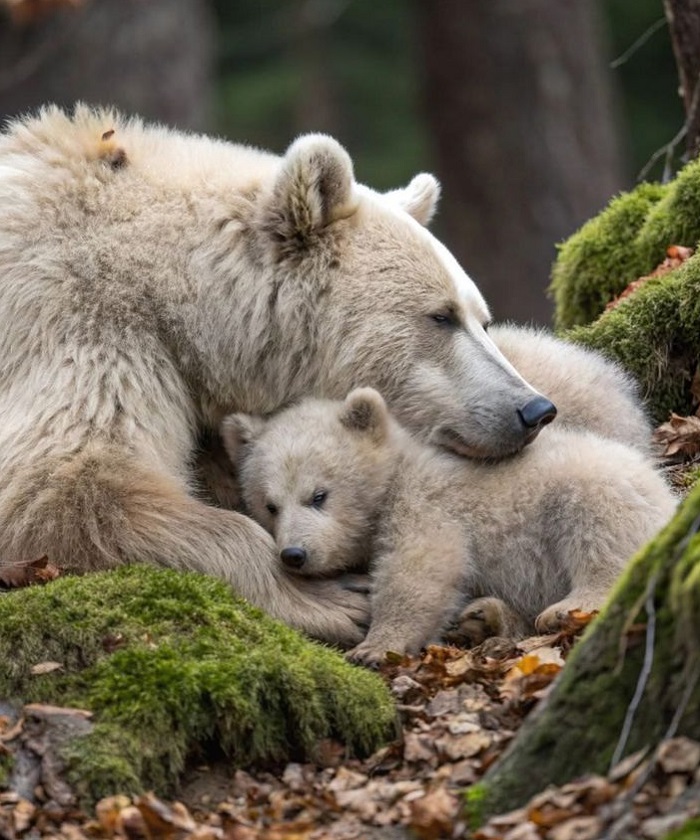 Картинки-животных-страница-з-03