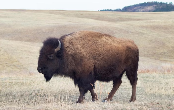 Картинки-животных-страница-з-04