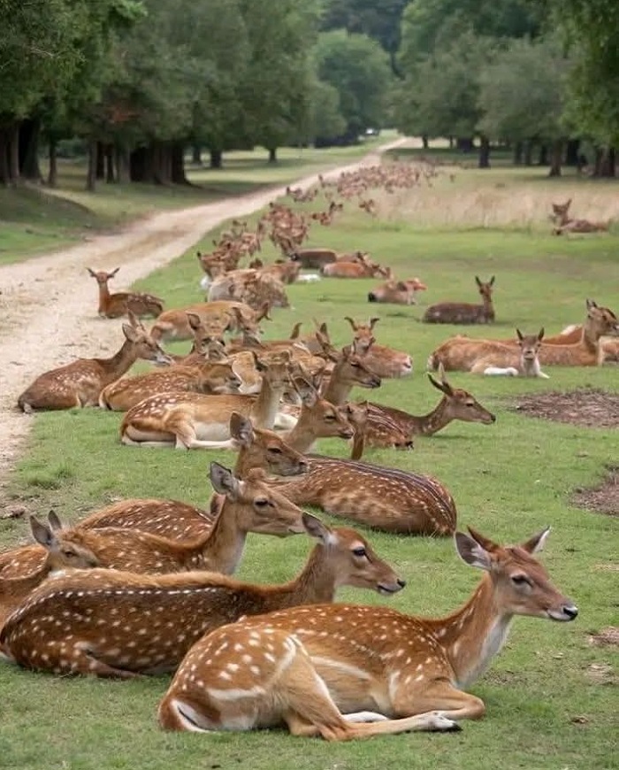 Картинки-животных-страница-з-05