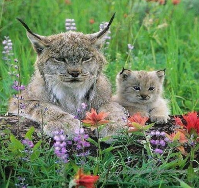 Картинки-животных-страница-з-07