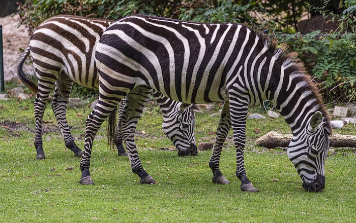 Картинки-животных-страница-и-01 Картинки-животных-страница-и-01